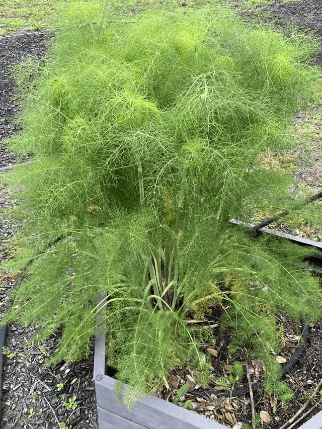 13 European Herbs That Thrive in Autumn: Your Guide to Flavorful Fall Planting and Pollinator Magic