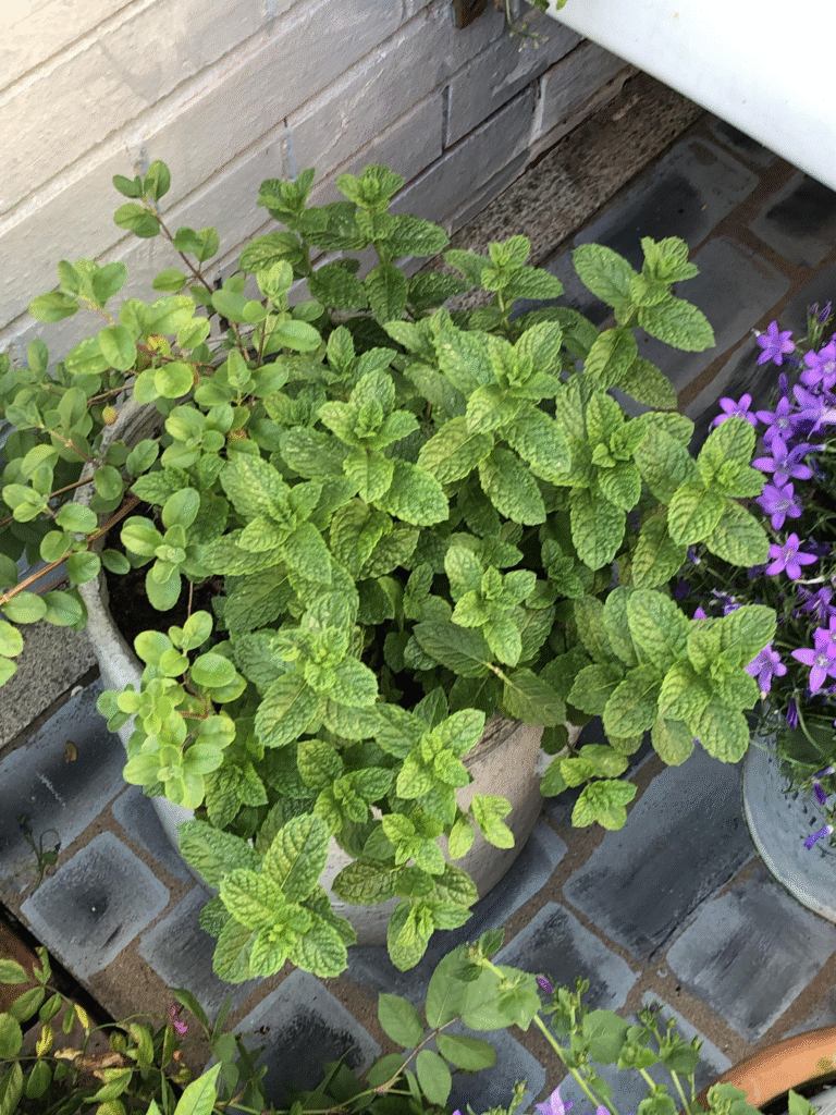 13 European Herbs That Thrive in Autumn: Your Guide to Flavorful Fall Planting and Pollinator Magic