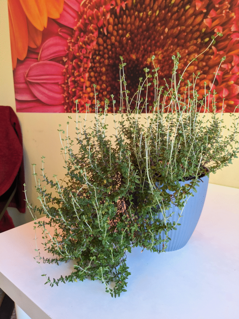 13 European Herbs That Thrive in Autumn: Your Guide to Flavorful Fall Planting and Pollinator Magic