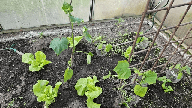 6 Water-Rich Produce Pairs to Grow: Delicious Homegrown Hydration Straight from Your Garden 2 6 Water-Rich Produce Pairs to Grow: Delicious Homegrown Hydration Straight from Your Garden