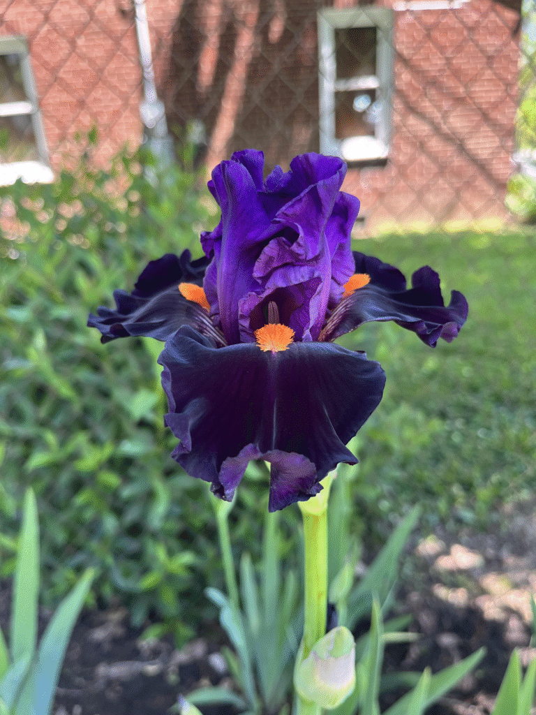 Trim These 11 Perennials in September for Healthier Growth and Bigger Blooms Next Spring 5 Trim These 11 Perennials in September for Healthier Growth and Bigger Blooms Next Spring