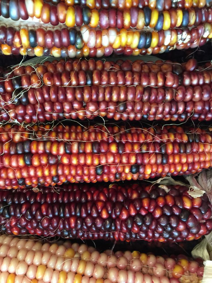 17 Giant Vegetable Varieties for Huge Yields: Grow Record-Breaking Veggies in Your Backyard! 7 17 Giant Vegetable Varieties for Huge Yields: Grow Record-Breaking Veggies in Your Backyard!