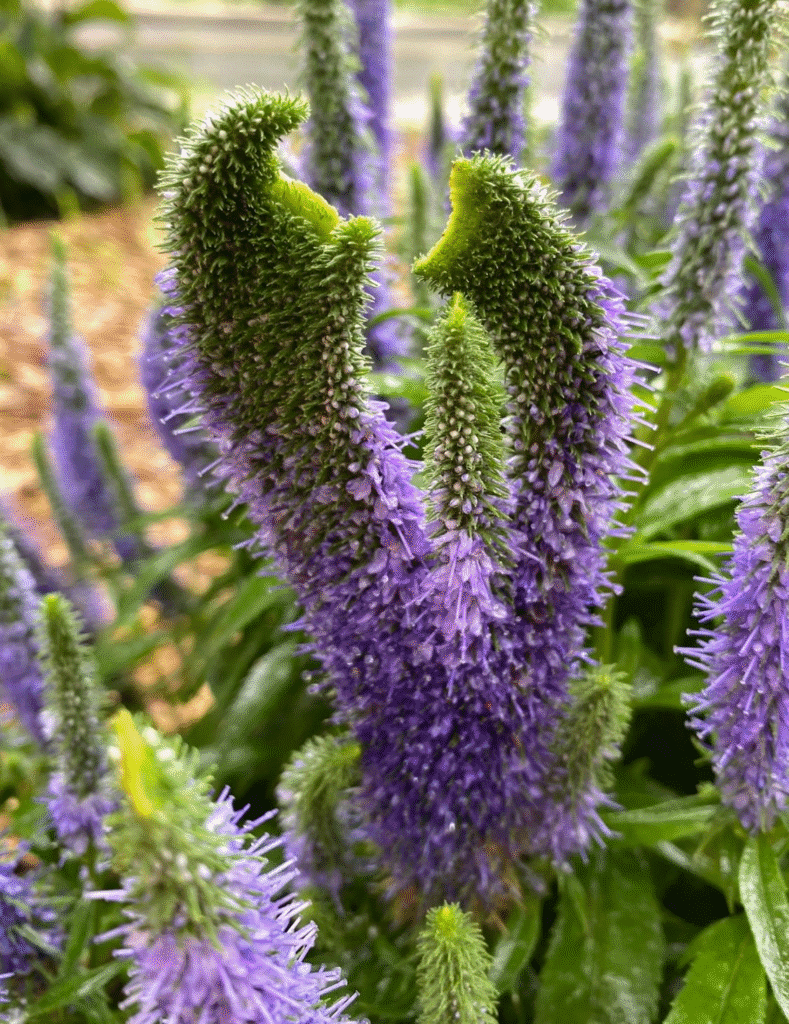 Trim These 11 Perennials in September for Healthier Growth and Bigger Blooms Next Spring 11 Trim These 11 Perennials in September for Healthier Growth and Bigger Blooms Next Spring