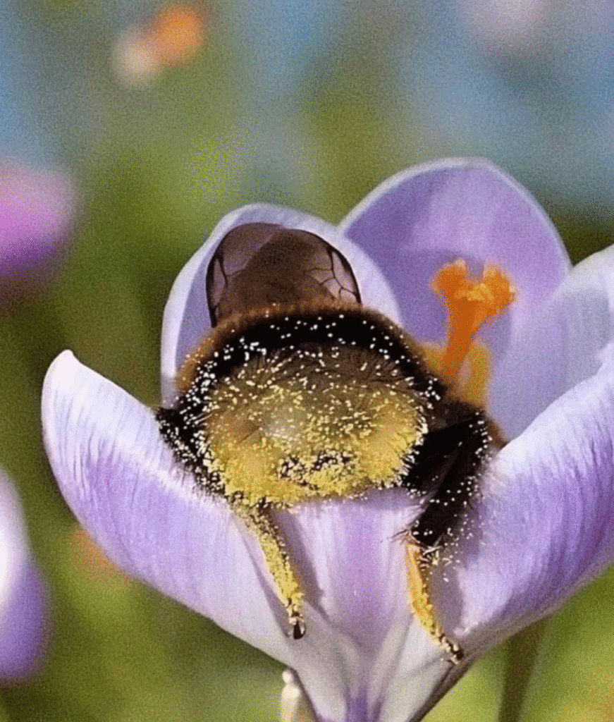Do Bees Sleep? The Science Behind Those Flower Naps—and How to Help Tired Pollinators