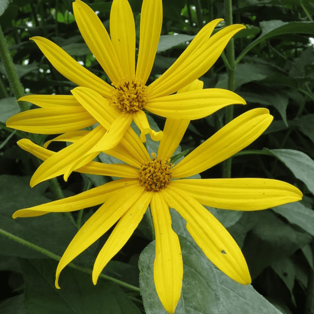 11 Underrated Edible Perennials That Transform Your Garden Into a No-Fuss Food Factory 3 11 Underrated Edible Perennials That Transform Your Garden Into a No-Fuss Food Factory