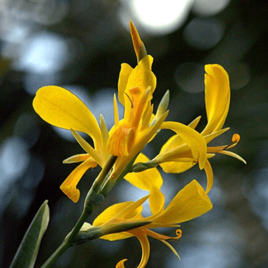 11 Underrated Edible Perennials That Transform Your Garden Into a No-Fuss Food Factory 9 11 Underrated Edible Perennials That Transform Your Garden Into a No-Fuss Food Factory