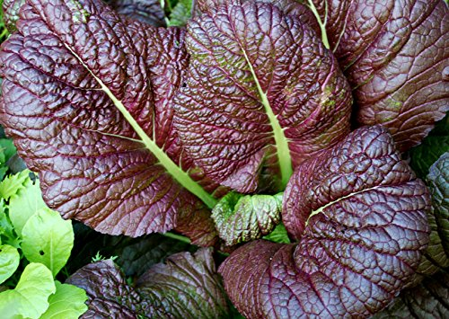 17 Giant Vegetable Varieties for Huge Yields: Grow Record-Breaking Veggies in Your Backyard! 10 17 Giant Vegetable Varieties for Huge Yields: Grow Record-Breaking Veggies in Your Backyard!