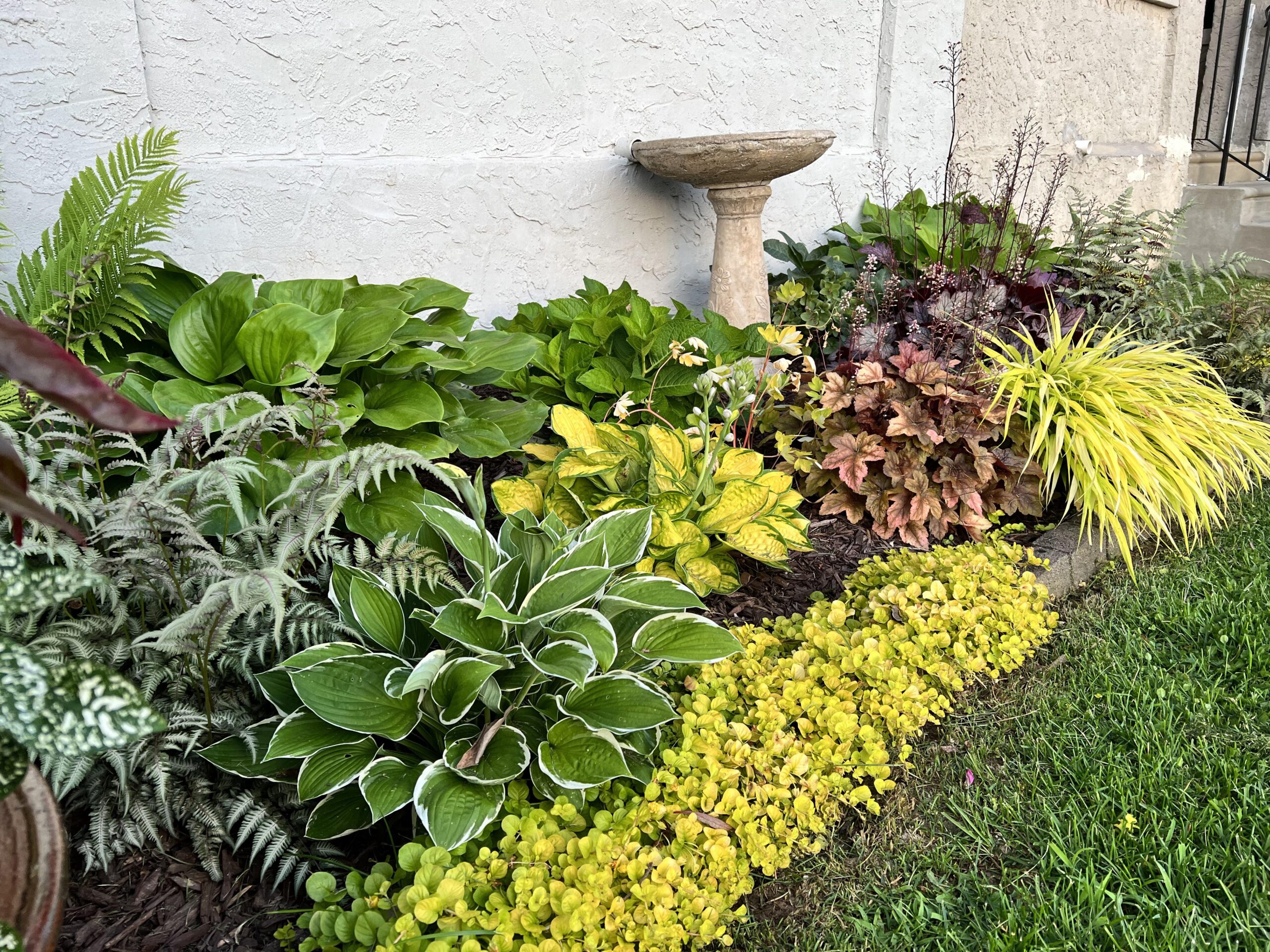 11 Easy, Colorful, Non‑Invasive Perennials You’ll Plant Once and Love For Years