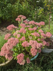 11 Easy, Colorful, Non‑Invasive Perennials You’ll Plant Once and Love For Years 9 11 Easy, Colorful, Non‑Invasive Perennials You’ll Plant Once and Love For Years