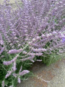 11 Easy, Colorful, Non‑Invasive Perennials You’ll Plant Once and Love For Years 6 11 Easy, Colorful, Non‑Invasive Perennials You’ll Plant Once and Love For Years