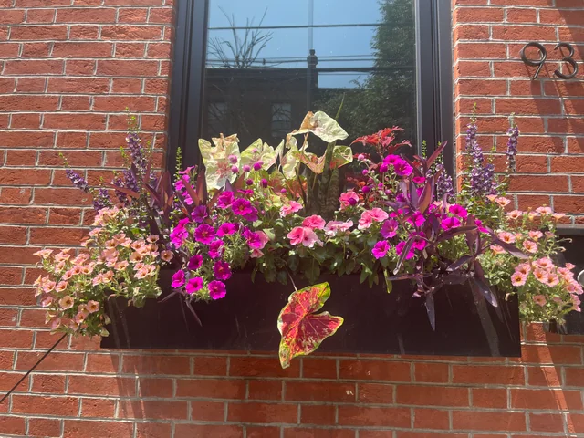 Evergreen Fall Window Boxes: Layered Combos for Lasting Color Through Winter in Zones 4-9