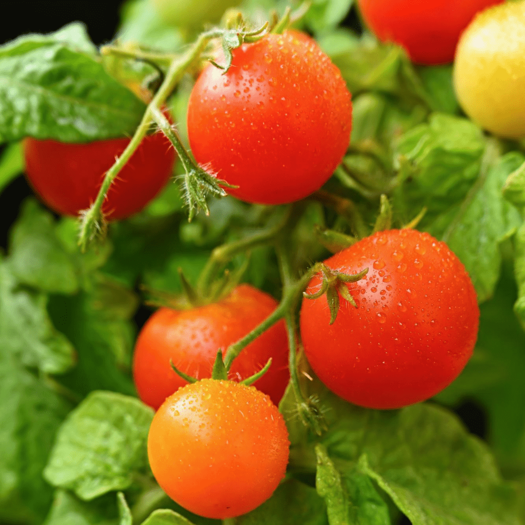 Harvesting Fall Tomatoes: Perfect Timing and Protection Tips