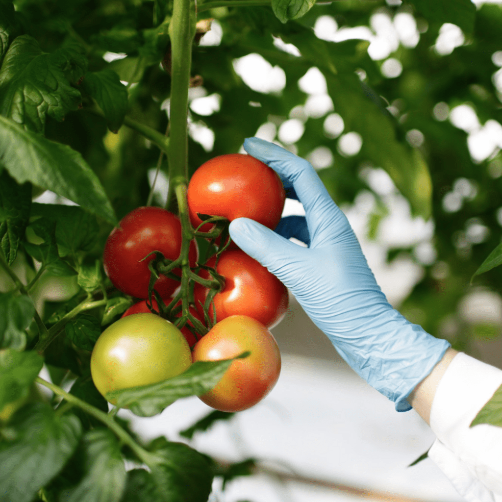Harvesting Fall Tomatoes: Perfect Timing and Protection Tips