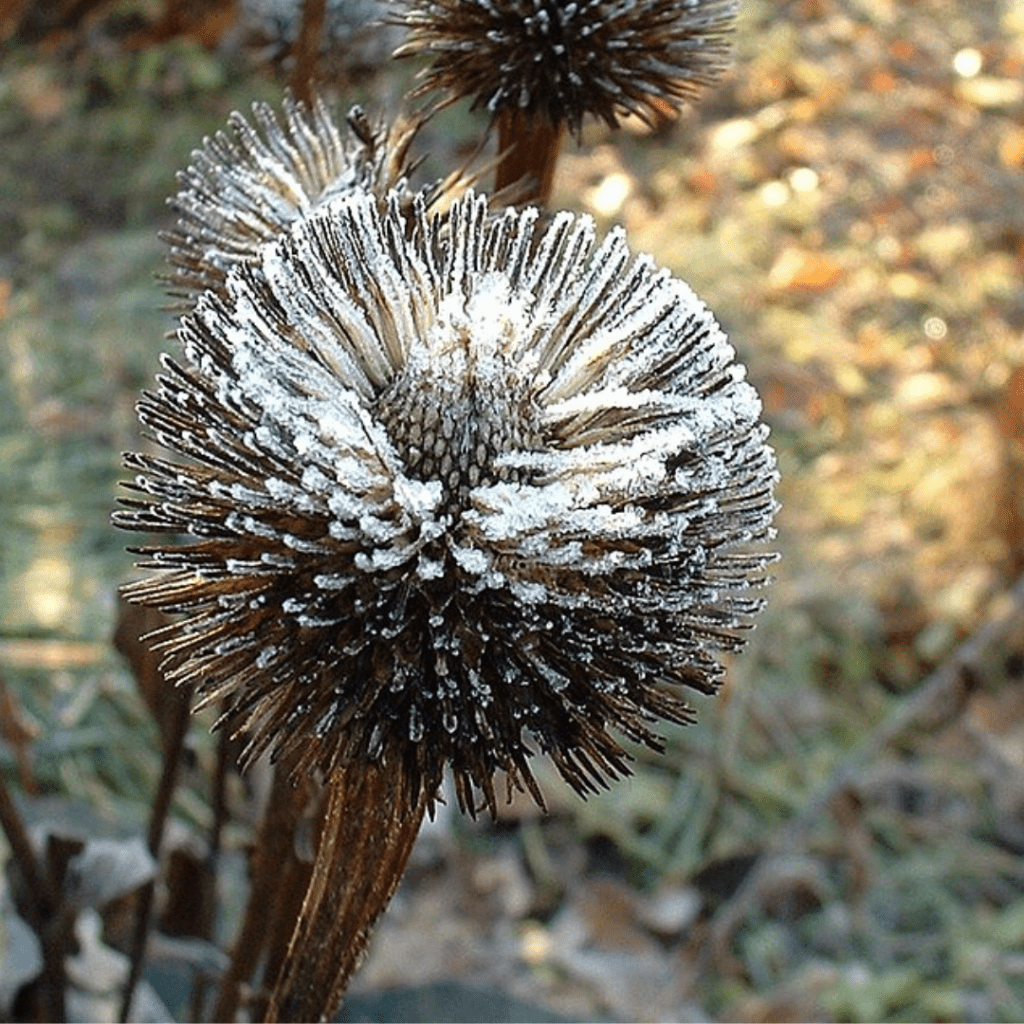 10 Plants to Leave Standing in Your Garden for Winter Birds