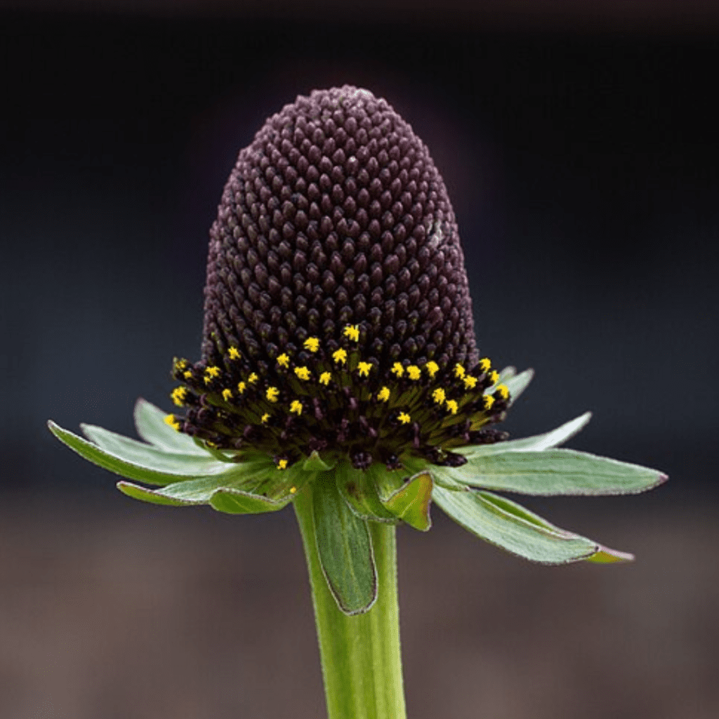 10 Plants to Leave Standing in Your Garden for Winter Birds