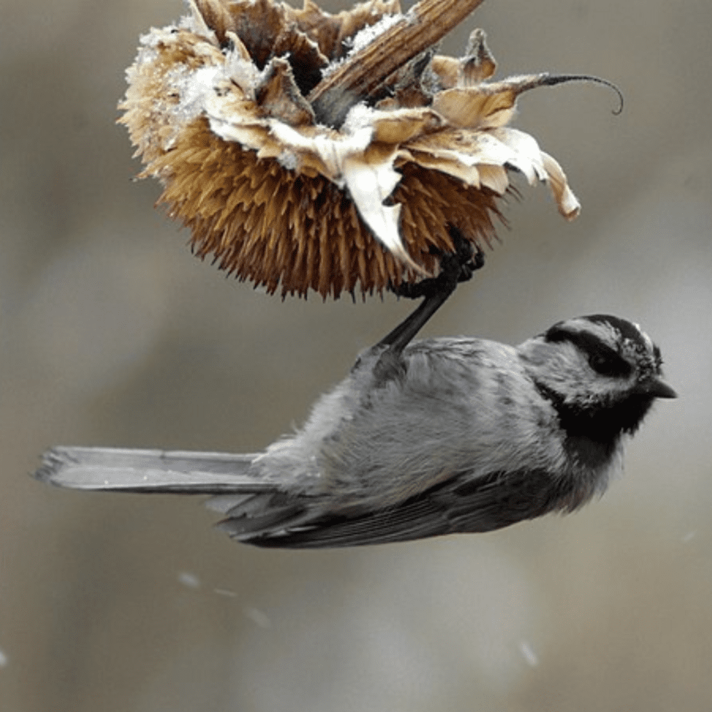 10 Plants to Leave Standing in Your Garden for Winter Birds