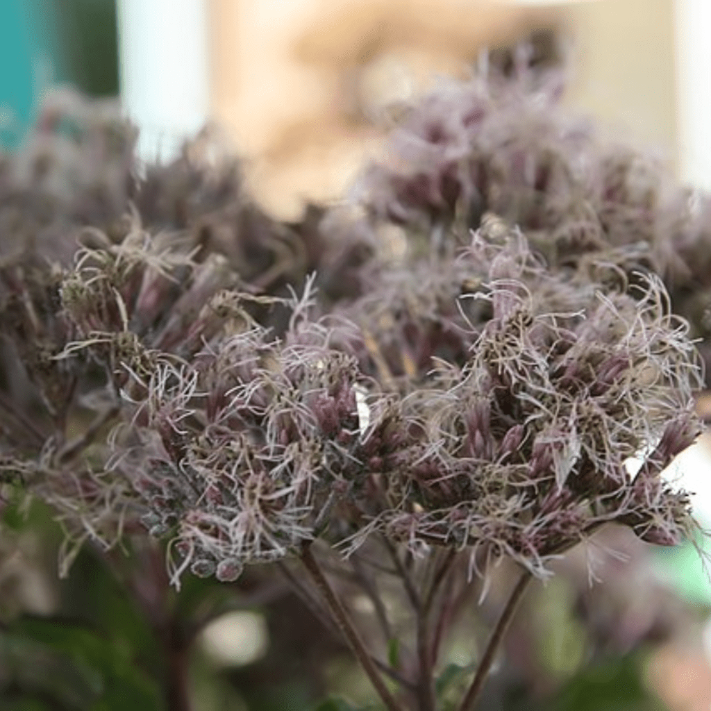 10 Plants to Leave Standing in Your Garden for Winter Birds