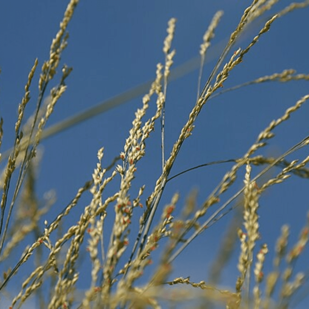 10 Plants to Leave Standing in Your Garden for Winter Birds