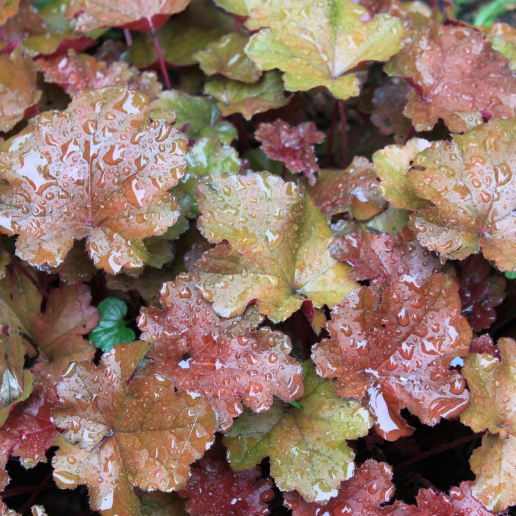 9 Best Shade Perennials to Plant in Fall for a Lush Spring Garden 6 9 Best Shade Perennials to Plant in Fall for a Lush Spring Garden