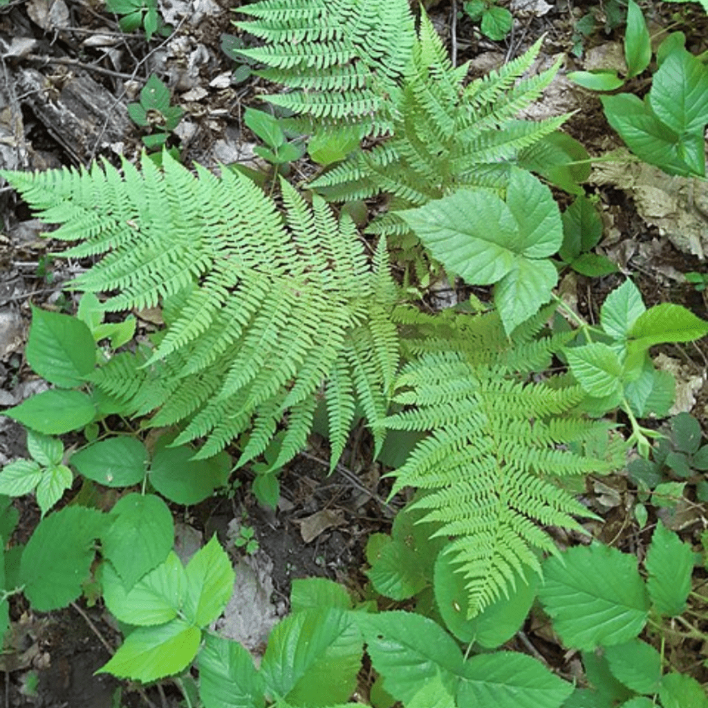 9 Best Shade Perennials to Plant in Fall for a Lush Spring Garden 10 9 Best Shade Perennials to Plant in Fall for a Lush Spring Garden