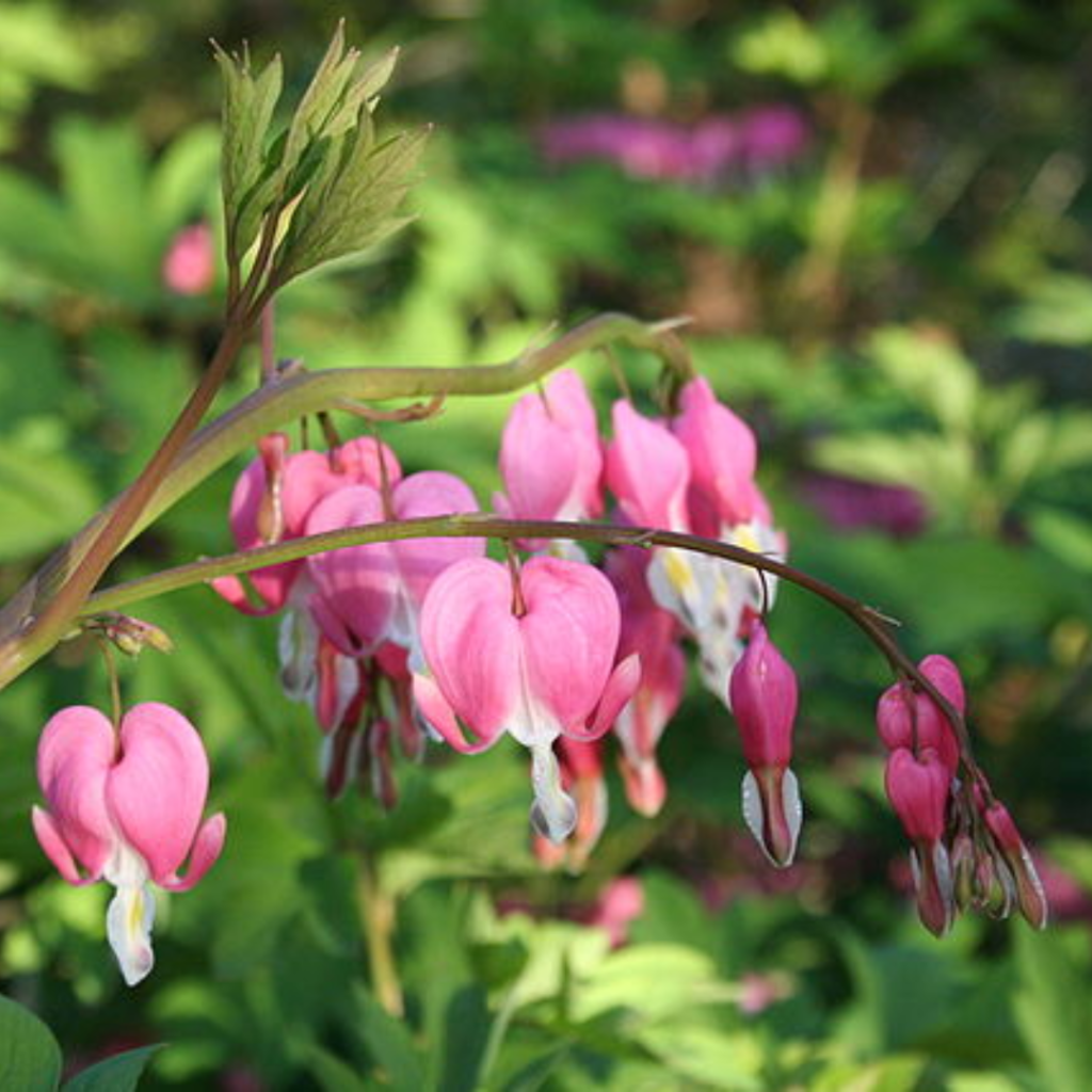 9 Best Shade Perennials to Plant in Fall for a Lush Spring Garden 14 9 Best Shade Perennials to Plant in Fall for a Lush Spring Garden