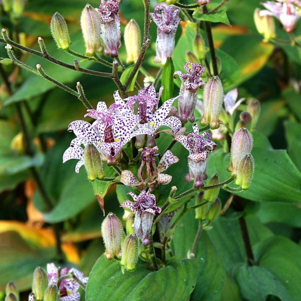 9 Best Shade Perennials to Plant in Fall for a Lush Spring Garden 26 9 Best Shade Perennials to Plant in Fall for a Lush Spring Garden