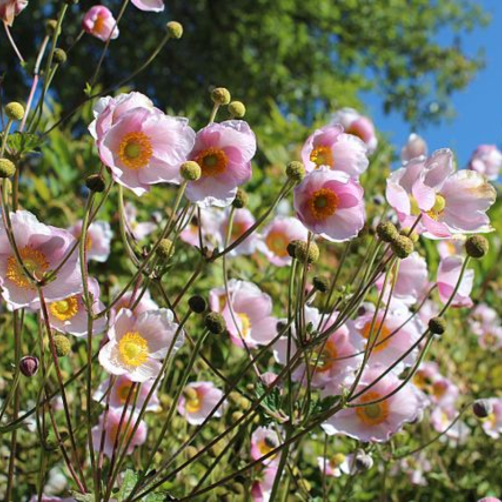 9 Best Shade Perennials to Plant in Fall for a Lush Spring Garden 34 9 Best Shade Perennials to Plant in Fall for a Lush Spring Garden