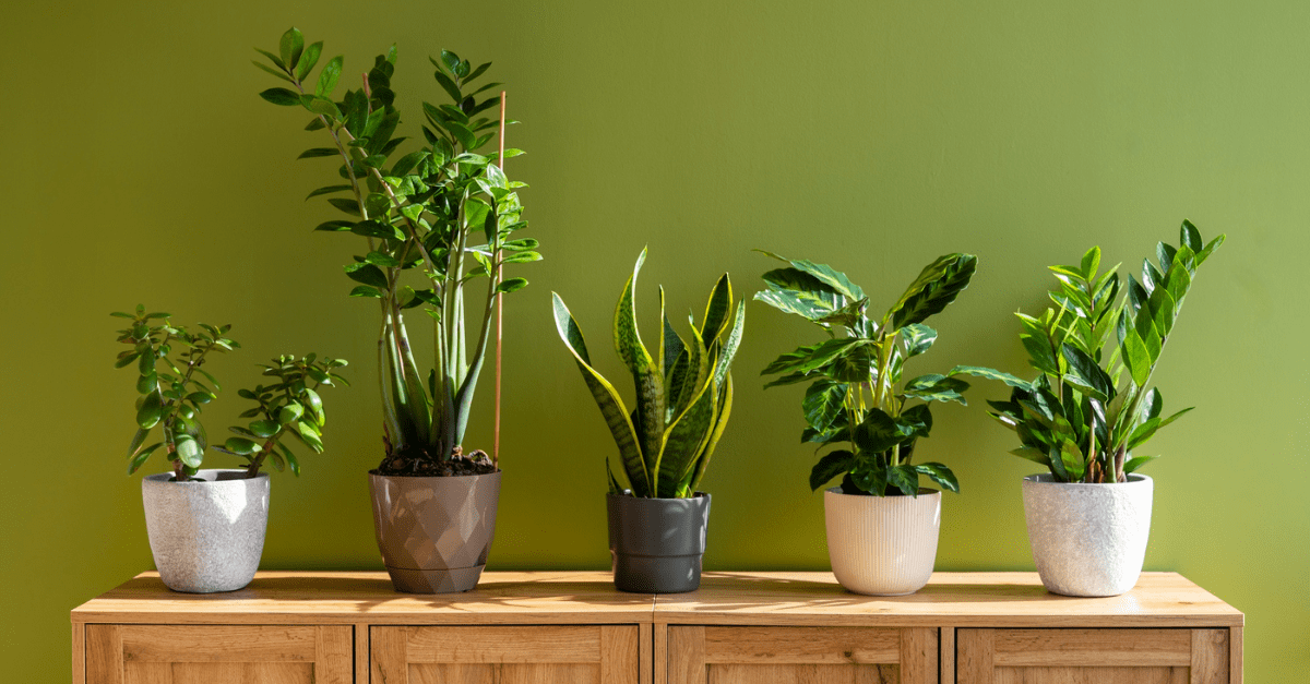 9 Houseplants You Can Practically Ignore (and They'll Still Thrive)