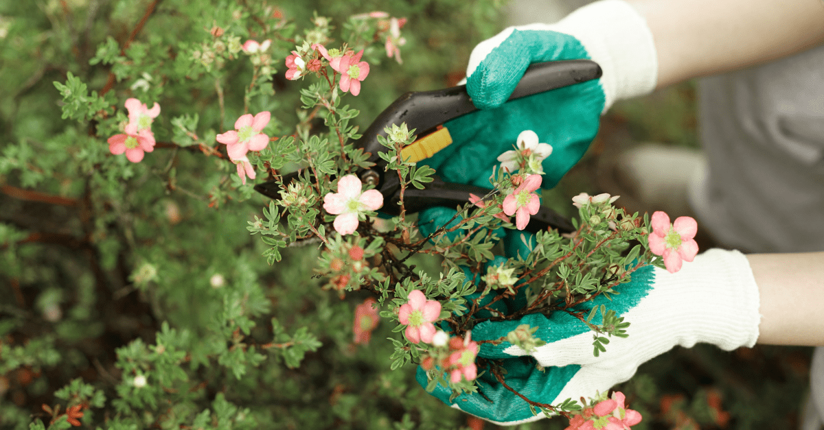 9 Shrubs to Prune or Skip This Fall for a Healthier Garden