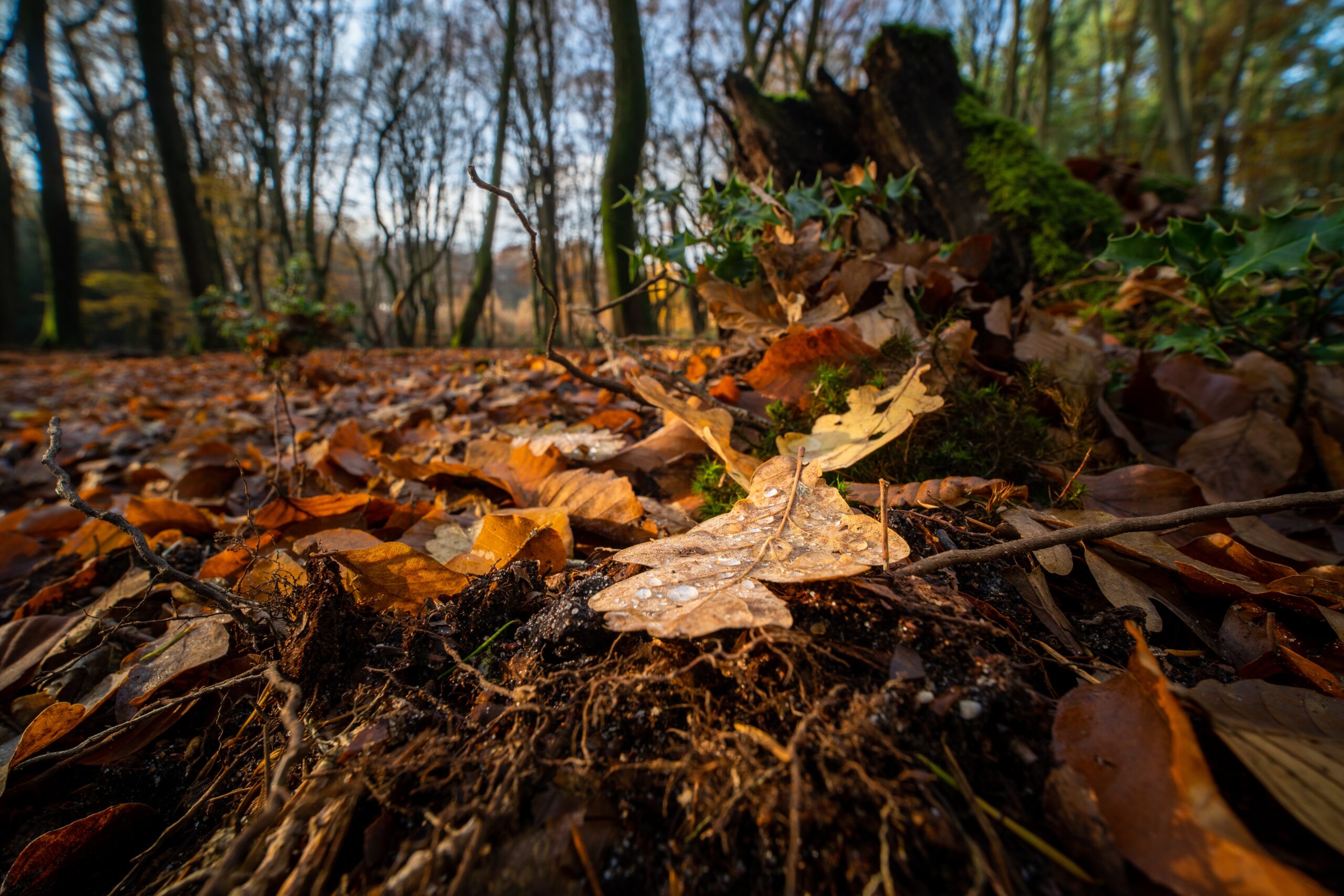 fallen autumn leaves garden wildlife habitat