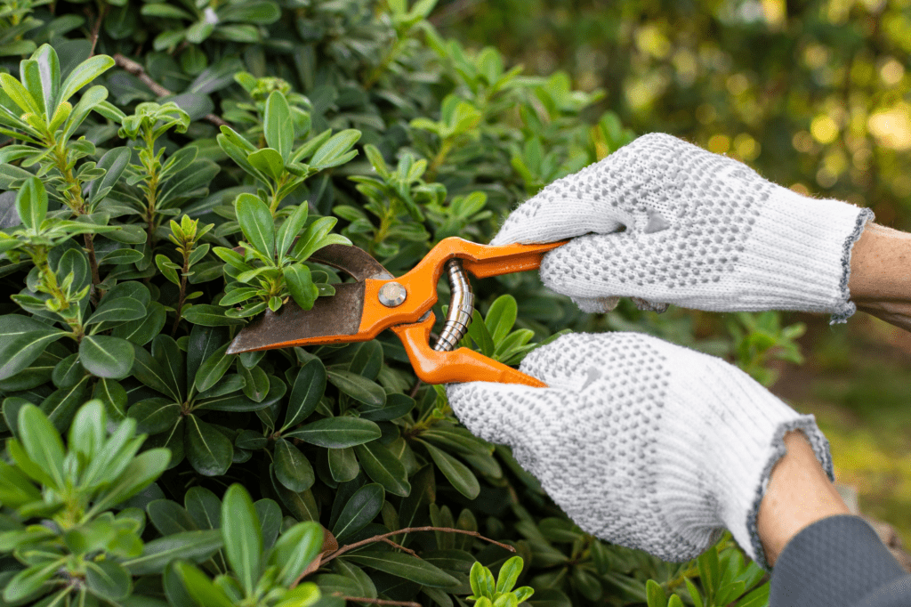 9 Shrubs to Prune or Skip This Fall for a Healthier Garden