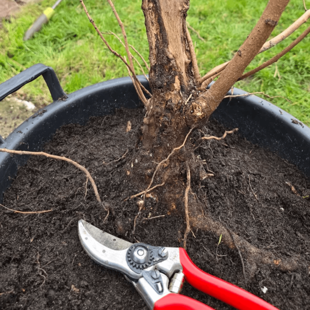 9 Shrubs to Prune or Skip This Fall for a Healthier Garden