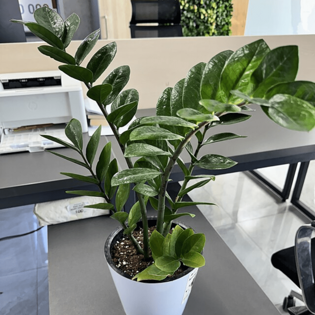 9 Houseplants You Can Practically Ignore (and They'll Still Thrive) 2 9 Houseplants You Can Practically Ignore (and They'll Still Thrive)