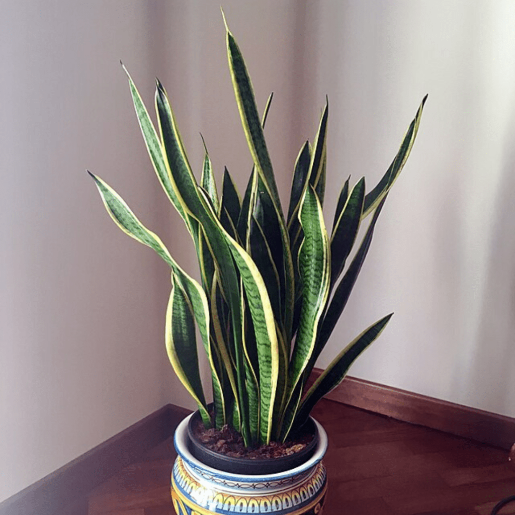 9 Houseplants You Can Practically Ignore (and They'll Still Thrive) 6 9 Houseplants You Can Practically Ignore (and They'll Still Thrive)