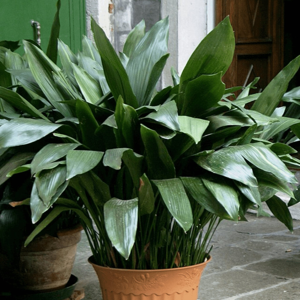 9 Houseplants You Can Practically Ignore (and They'll Still Thrive) 10 9 Houseplants You Can Practically Ignore (and They'll Still Thrive)