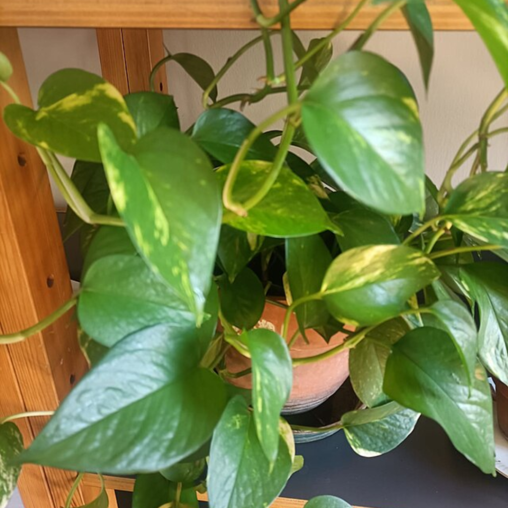 9 Houseplants You Can Practically Ignore (and They'll Still Thrive) 14 9 Houseplants You Can Practically Ignore (and They'll Still Thrive)