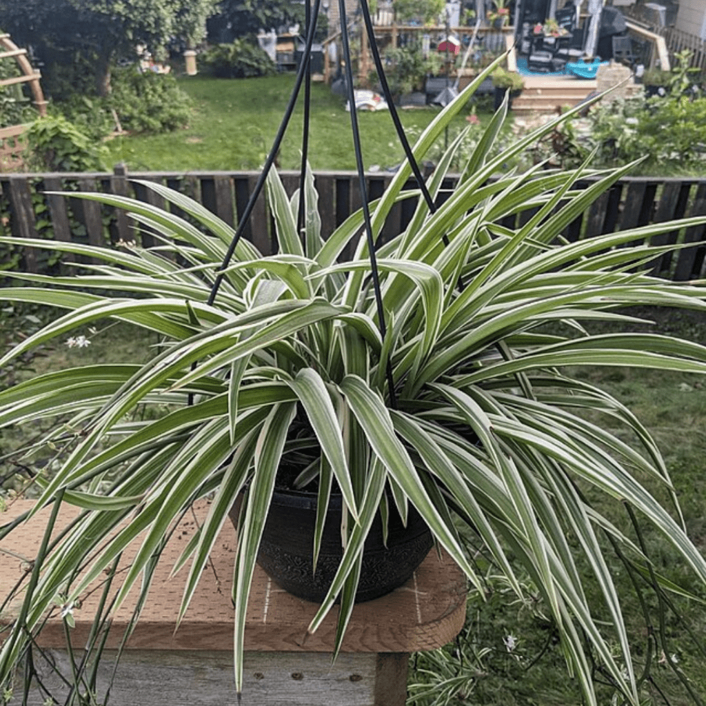 9 Houseplants You Can Practically Ignore (and They'll Still Thrive) 18 9 Houseplants You Can Practically Ignore (and They'll Still Thrive)