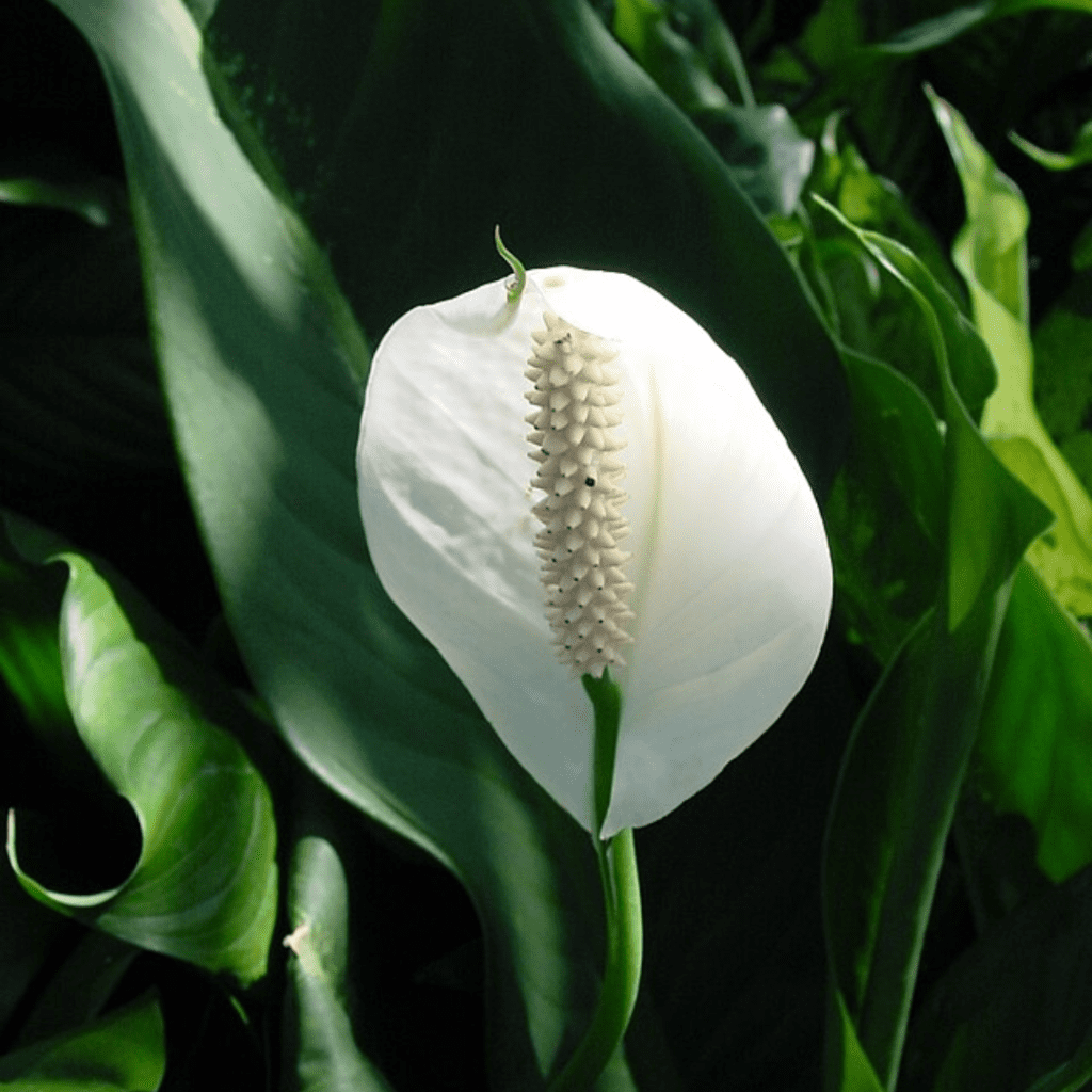 9 Houseplants You Can Practically Ignore (and They'll Still Thrive) 31 9 Houseplants You Can Practically Ignore (and They'll Still Thrive)