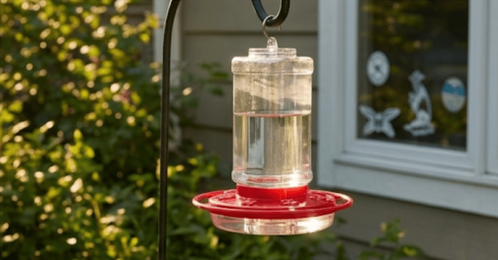 Skip the Red Dye: A Safe Hummingbird Nectar Guide