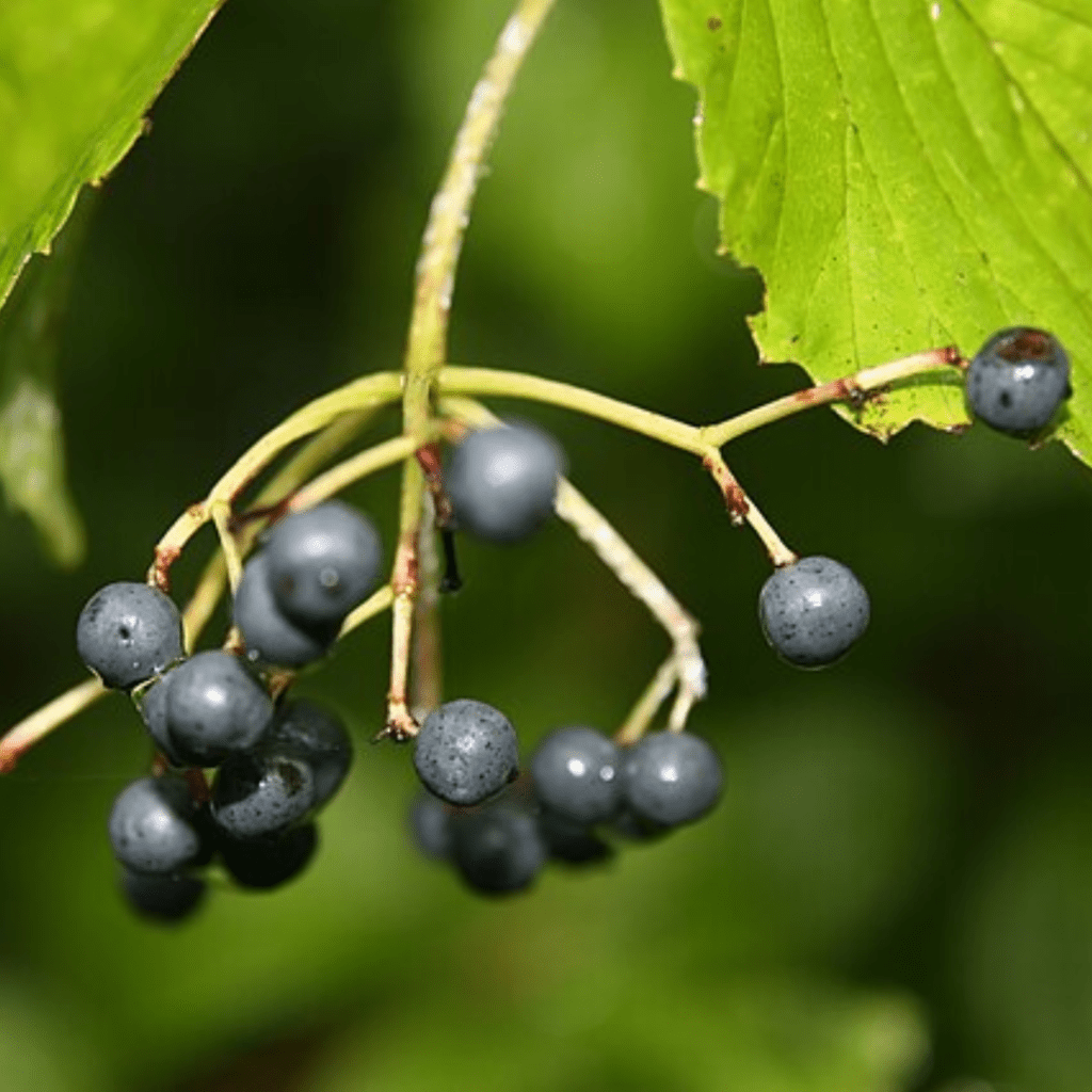 10 Plants to Leave Standing in Your Garden for Winter Birds