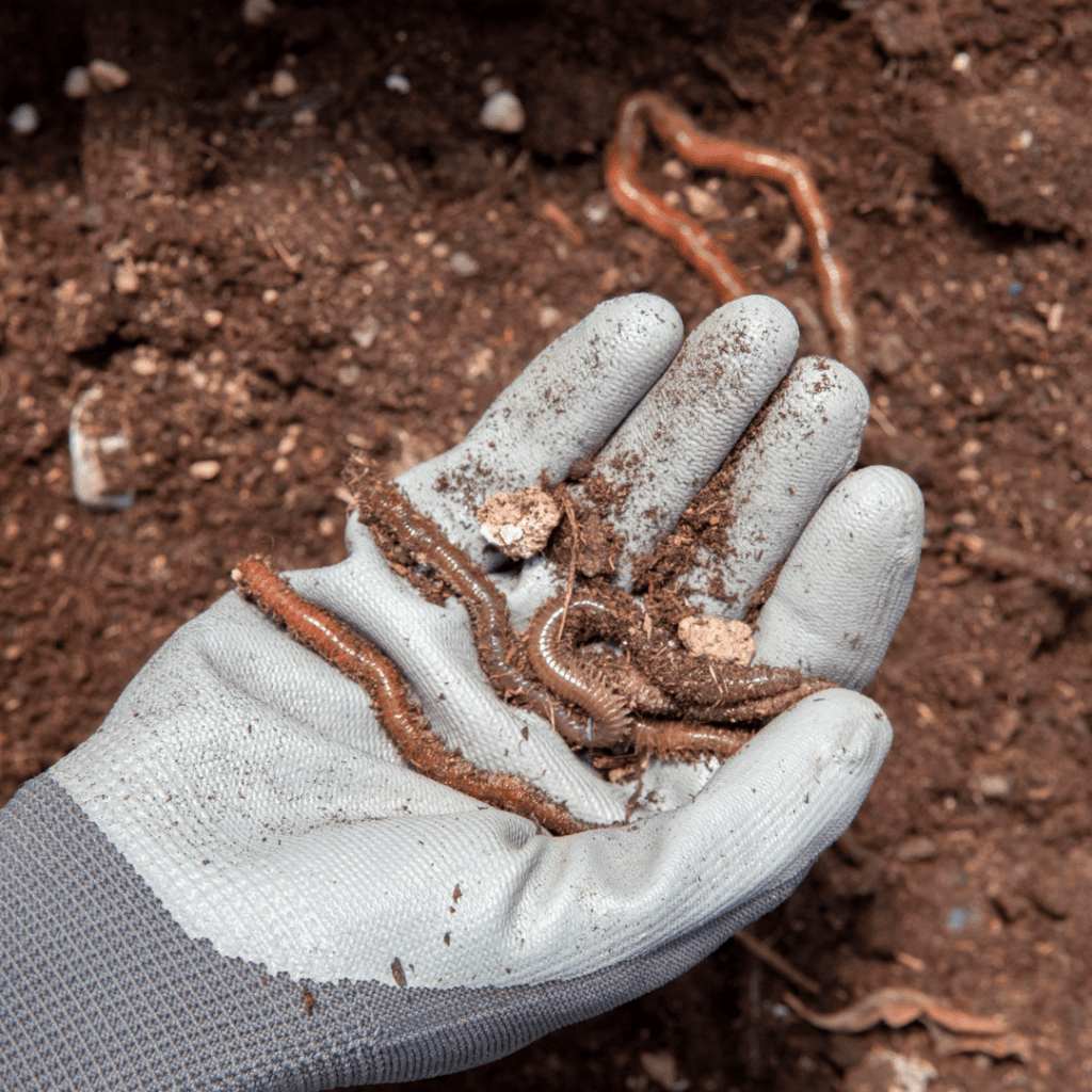 Leave the Leaves: How a Simple Pile Creates a Living City in Your Yard