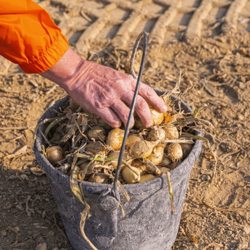 6 Quick Garden Chores to Finish Before Your First Frost