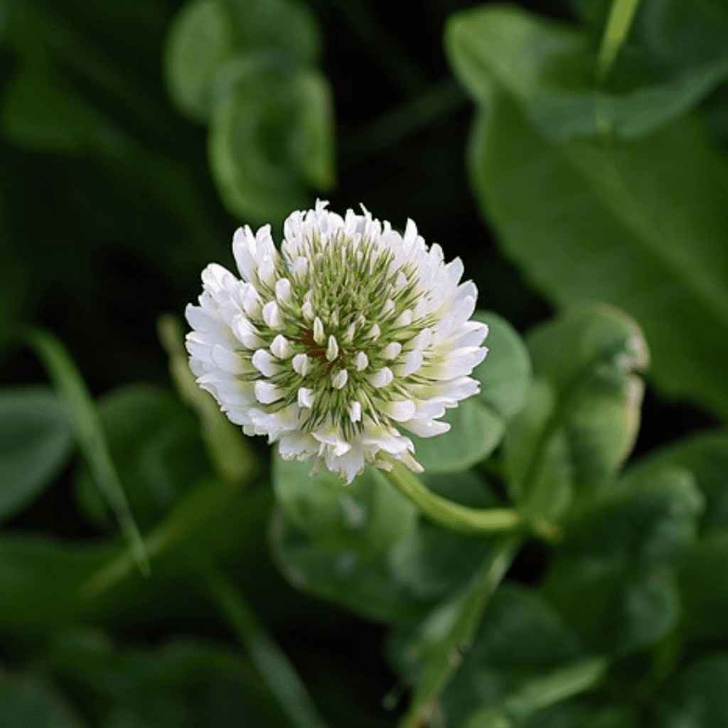The Lawn Lie: Why a Perfect Lawn Isn’t Worth Poisoning the Planet 3 The Lawn Lie: Why a Perfect Lawn Isn’t Worth Poisoning the Planet