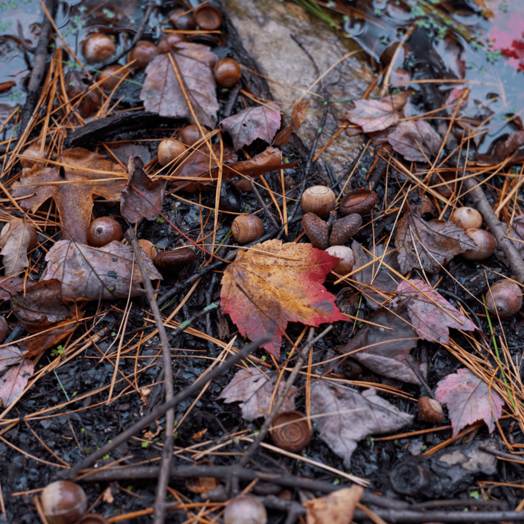 4 ‘Messy’ Garden Habits That Help Wildlife (Leave a Little Wild)