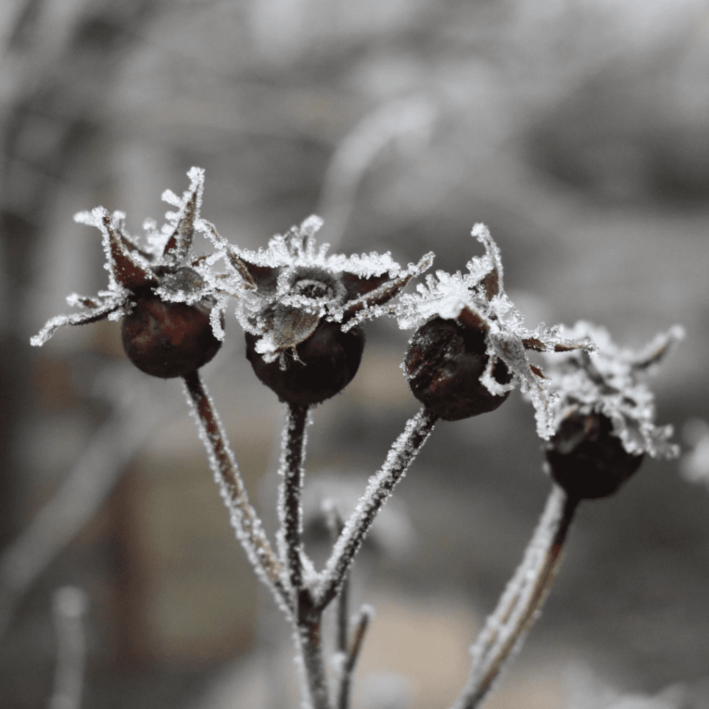 4 ‘Messy’ Garden Habits That Help Wildlife (Leave a Little Wild)