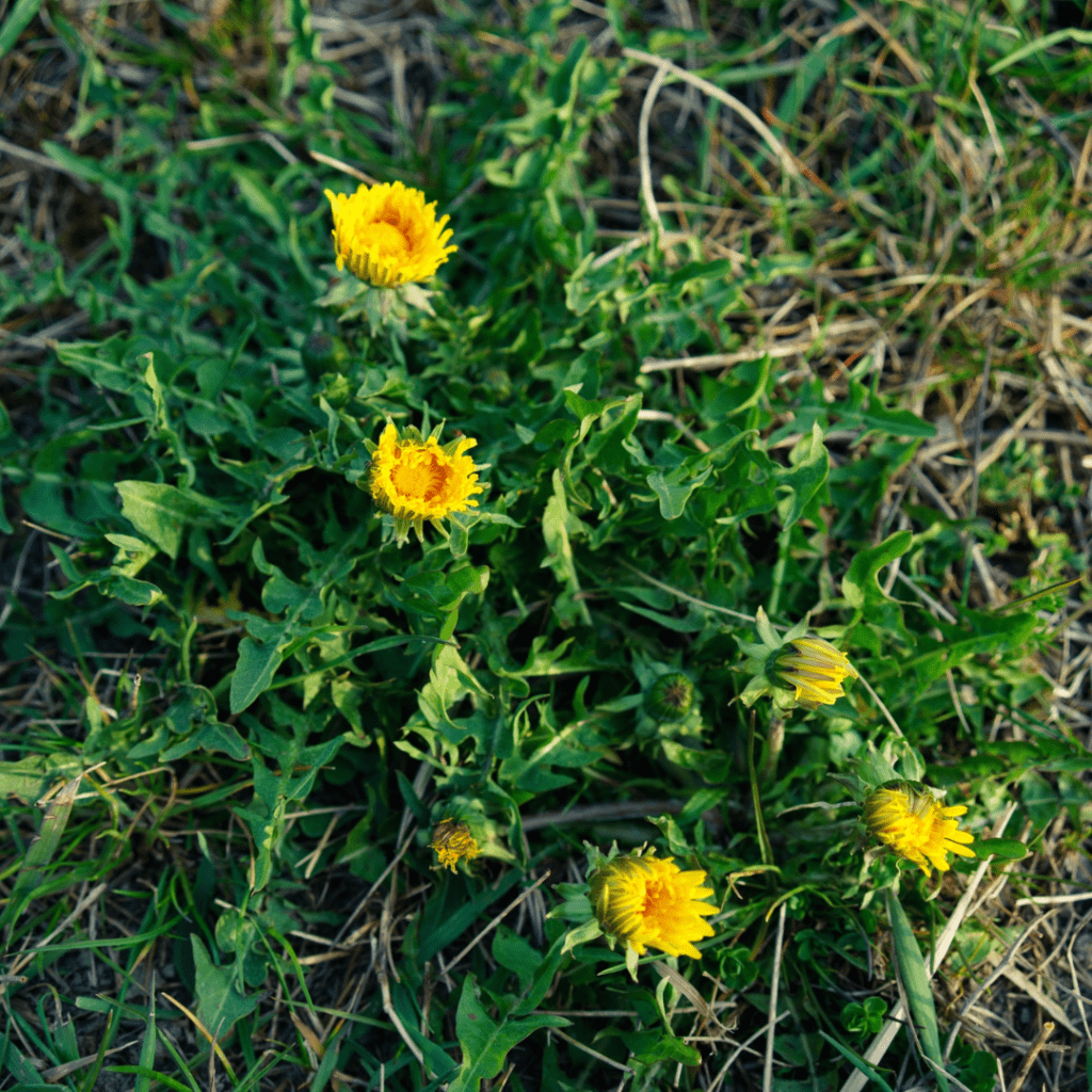 4 ‘Messy’ Garden Habits That Help Wildlife (Leave a Little Wild)