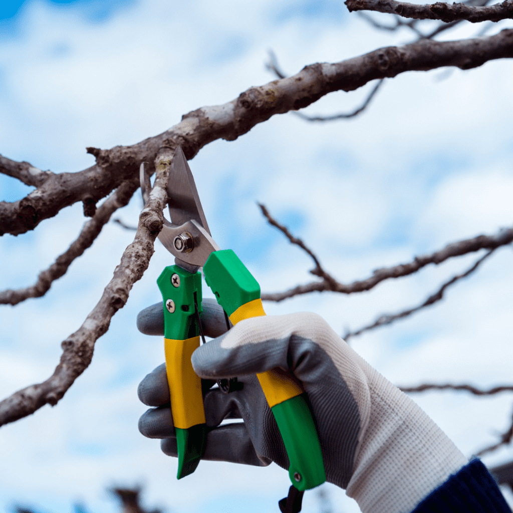 9 Crops That Need Pruning to Produce More (Simple Cuts, Bigger Yields) 13 9 Crops That Need Pruning to Produce More (Simple Cuts, Bigger Yields)