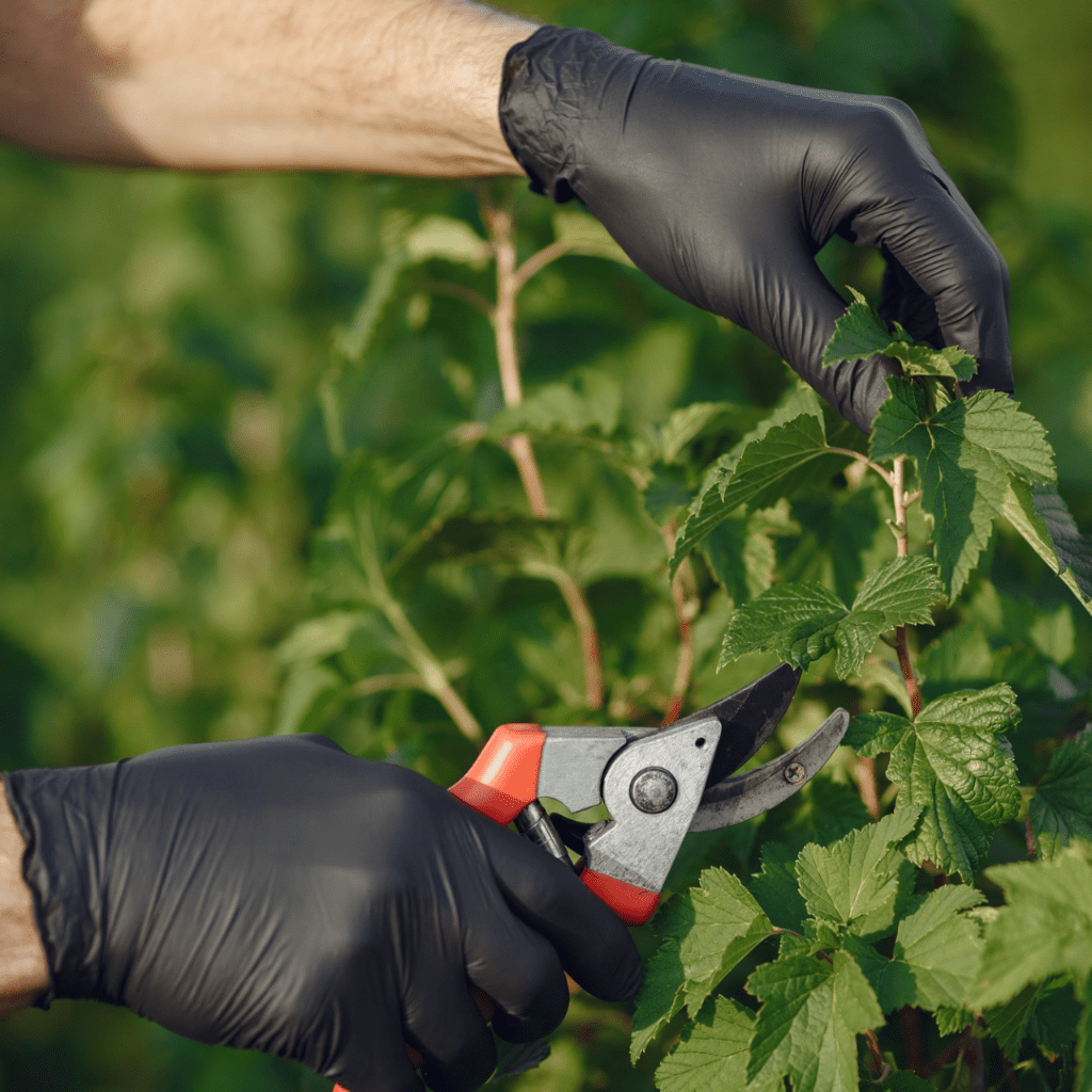 9 Crops That Need Pruning to Produce More (Simple Cuts, Bigger Yields) 17 9 Crops That Need Pruning to Produce More (Simple Cuts, Bigger Yields)