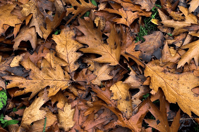 Leaf Smart: Which Fallen Leaves to Leave for Wildlife — and Which to Rake 2 Leaf Smart: Which Fallen Leaves to Leave for Wildlife — and Which to Rake