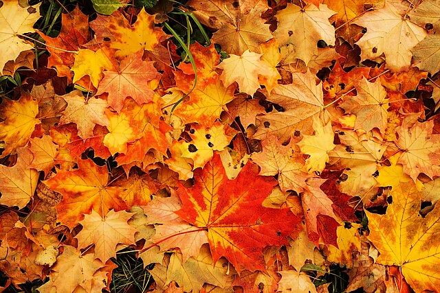 Leaf Smart: Which Fallen Leaves to Leave for Wildlife — and Which to Rake 3 Leaf Smart: Which Fallen Leaves to Leave for Wildlife — and Which to Rake